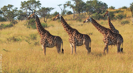 A Tower of Giraffes