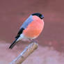 Bullfinch