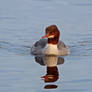 Goosander