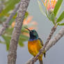 Orange Breasted Sunbird