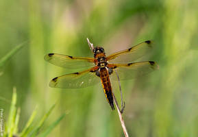 Four Spotted Chaser