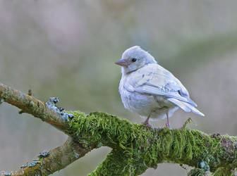 Albino Chaffinch