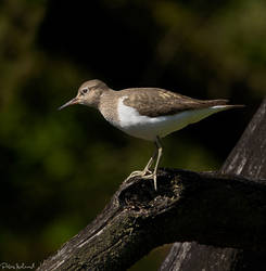 Common Sandpiper