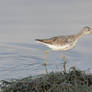 Greenshank