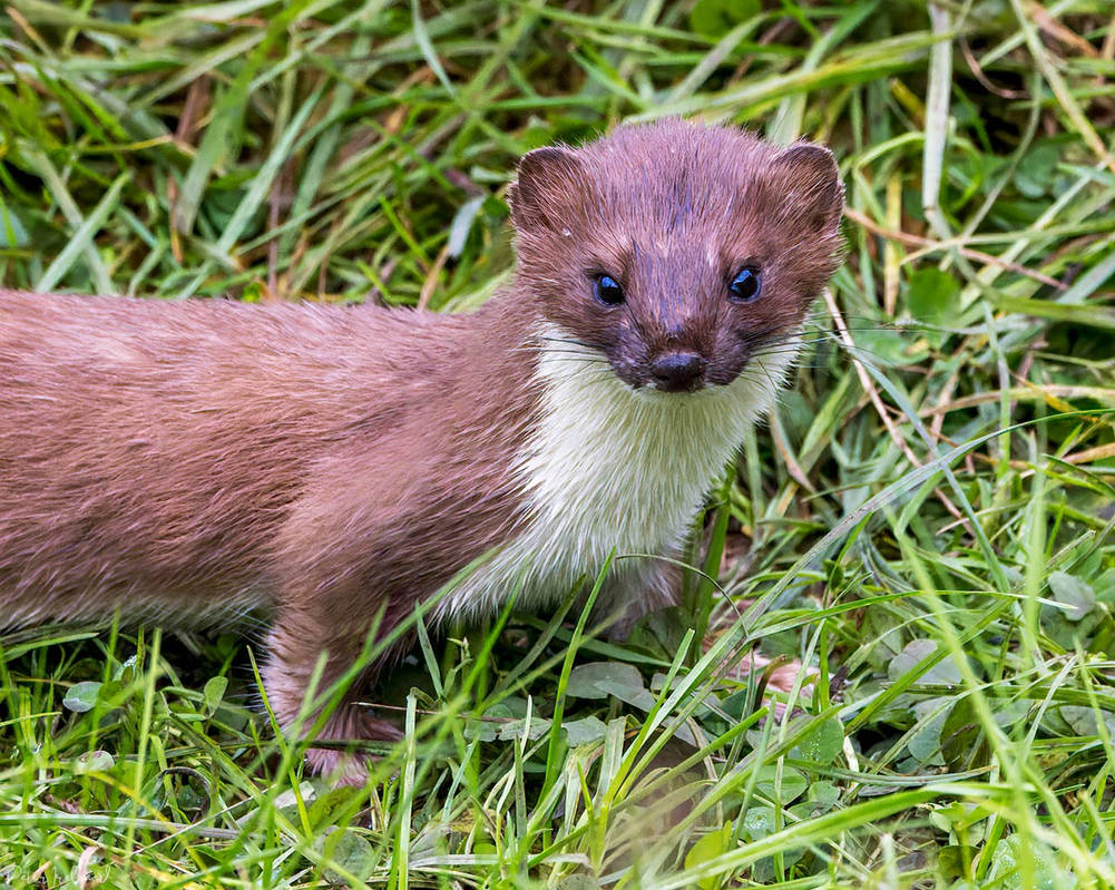 Stoat by Pistolpete2007 on DeviantArt