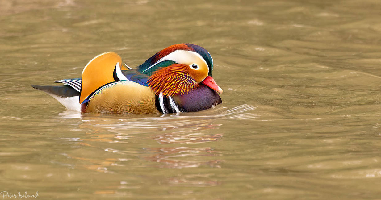 Mandarin Duck(M) by Pistolpete2007 on DeviantArt