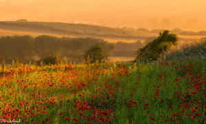 The Poppy Field