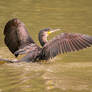 Cormorant (Juv)