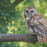 Tawny Owl
