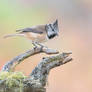 Crested Tit