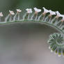 Flower Spiral