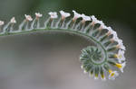 Flower Spiral by exactman