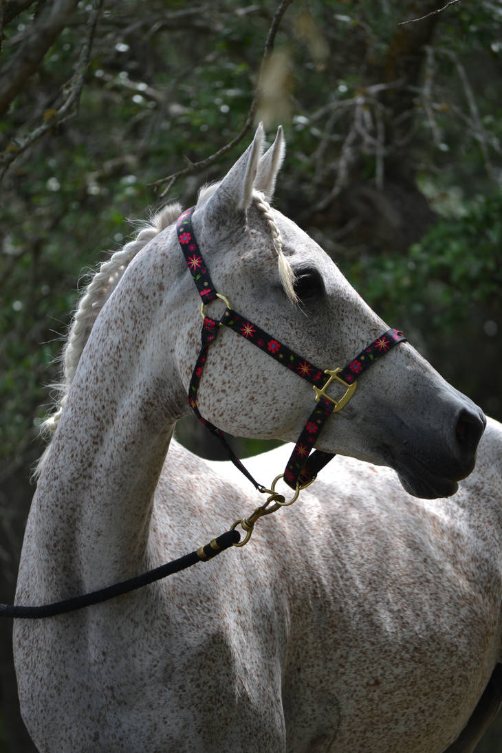 Fleabitten Grey Mare in Forest