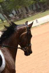 Dressage Horse