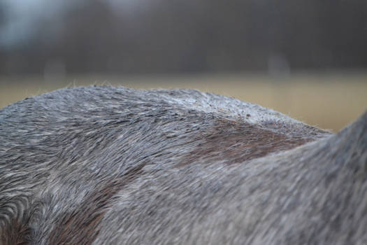 Muddy Back