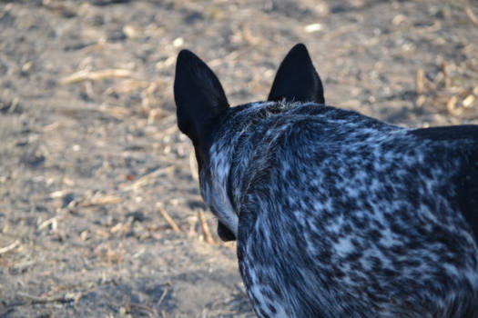 The Staredown