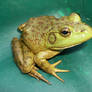 American Bullfrog