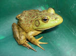 American Bullfrog by Supaslim