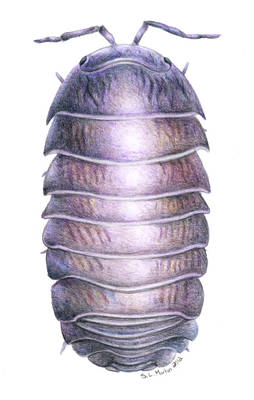 Male Woodlouse (Armadillidium vulgare)