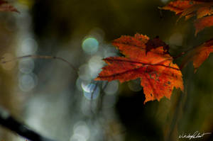 Gatineau Park Fall II