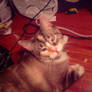 My cat Mocha