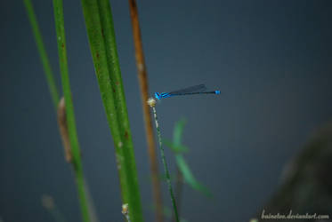 Blue Dragon Fly