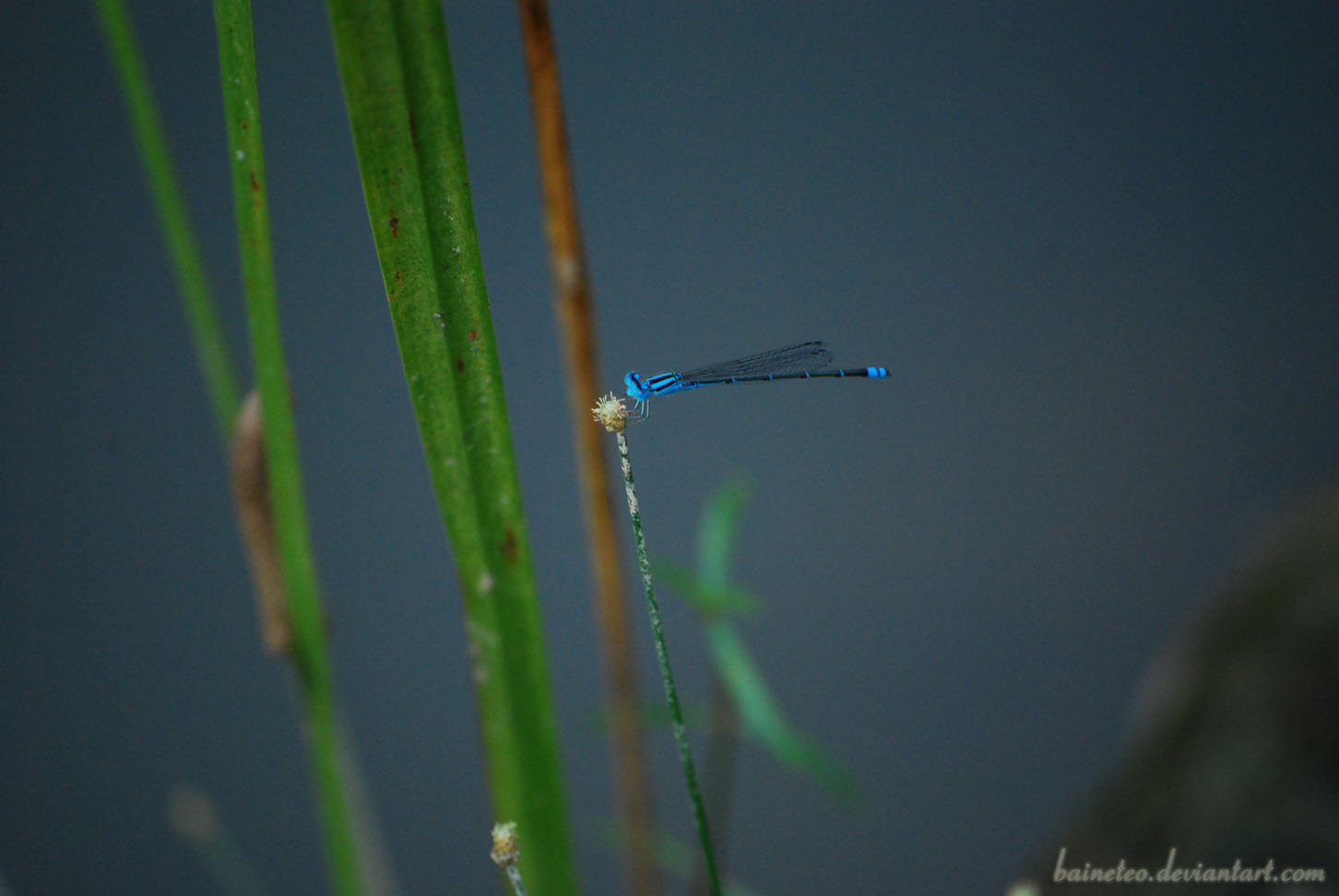 Blue Dragon Fly