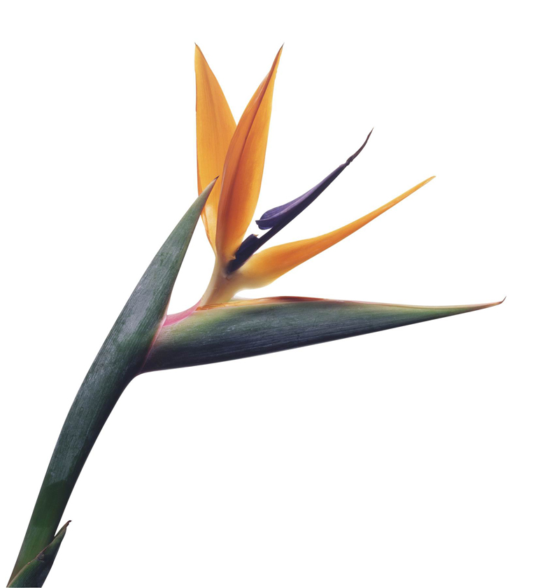 Bird of Paradise