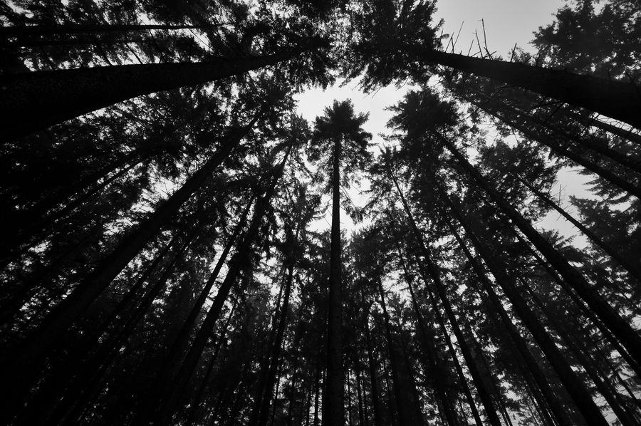 Tree Render Deviantart Trees by Artwork-Production on DeviantArt