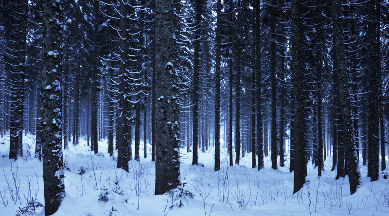 Snowy forest