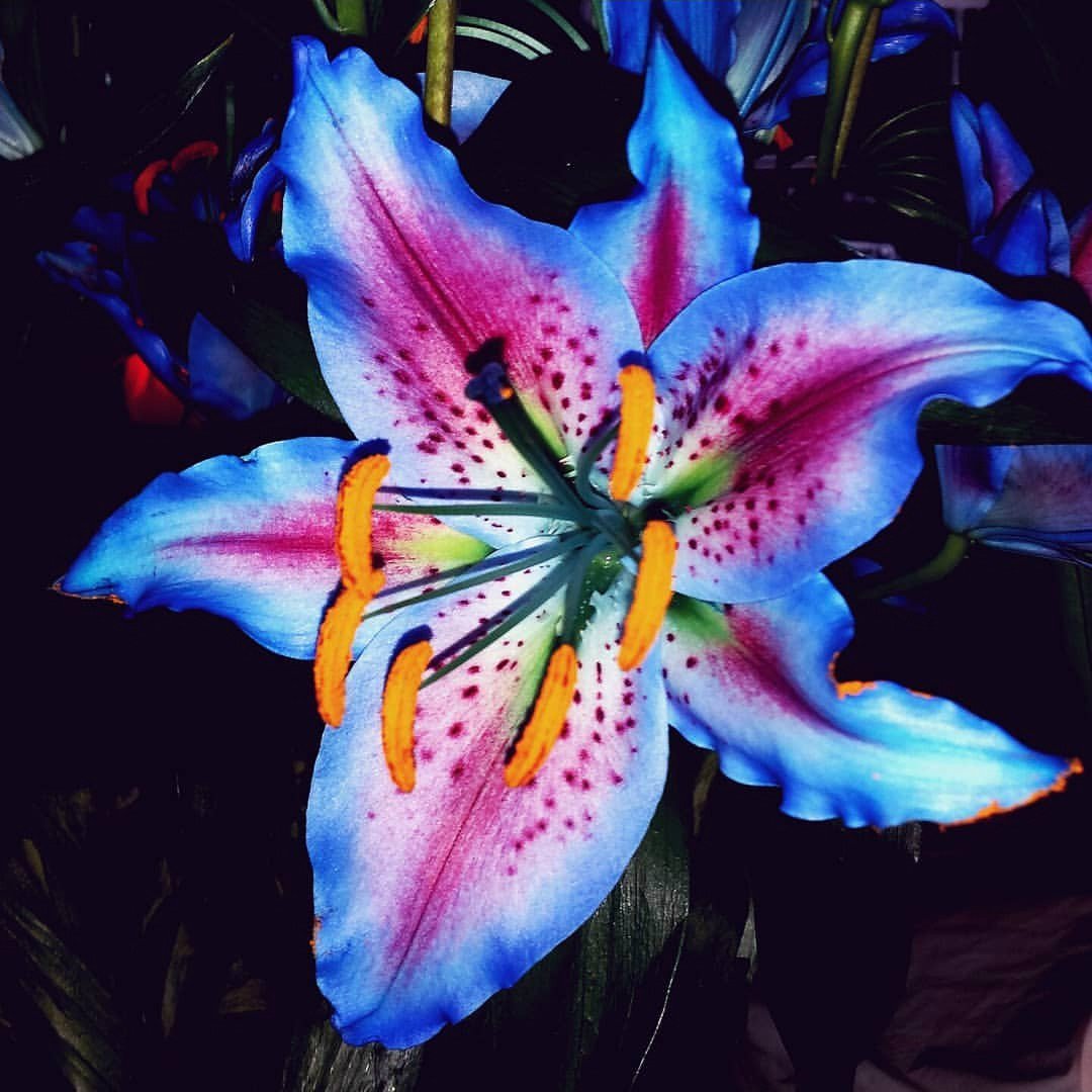 Pretty In Blue Lily Flower by kkAngell on DeviantArt