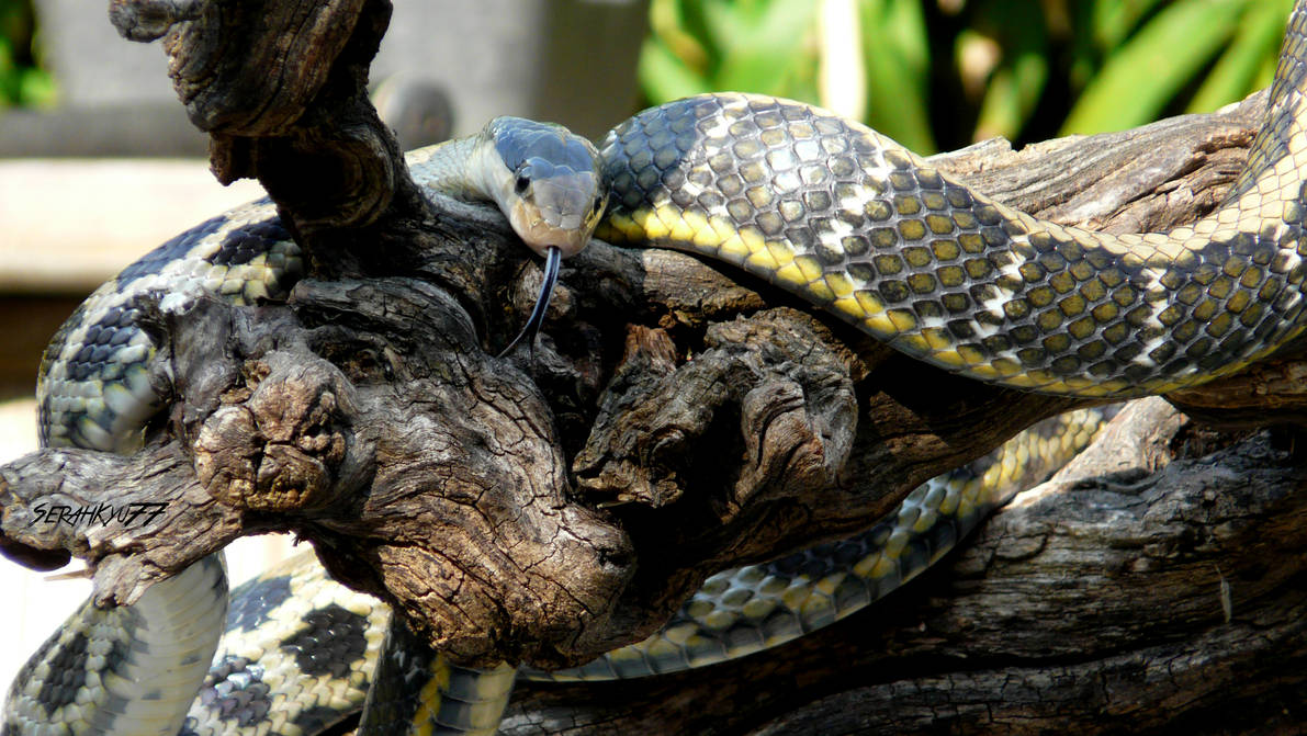 Asian garter snake by SerahKyu77 on DeviantArt