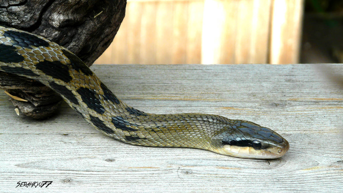 Asian garter snake by SerahKyu77 on DeviantArt