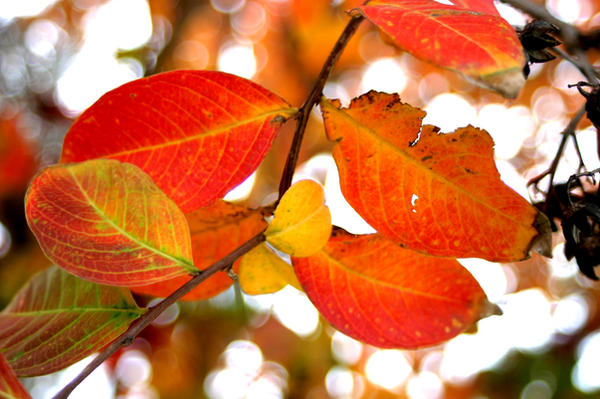My Random Photography by capturinglife24 on DeviantArt