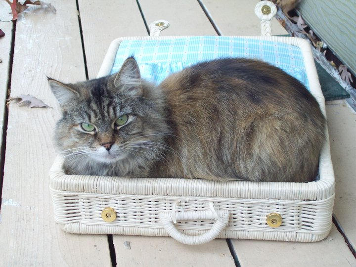 inbox by CloverCub0923 on DeviantArt