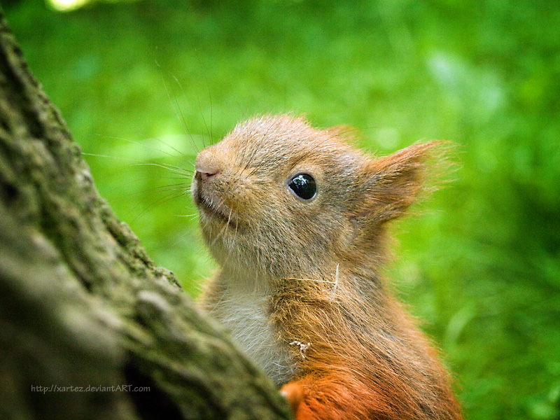 Baby squirrel