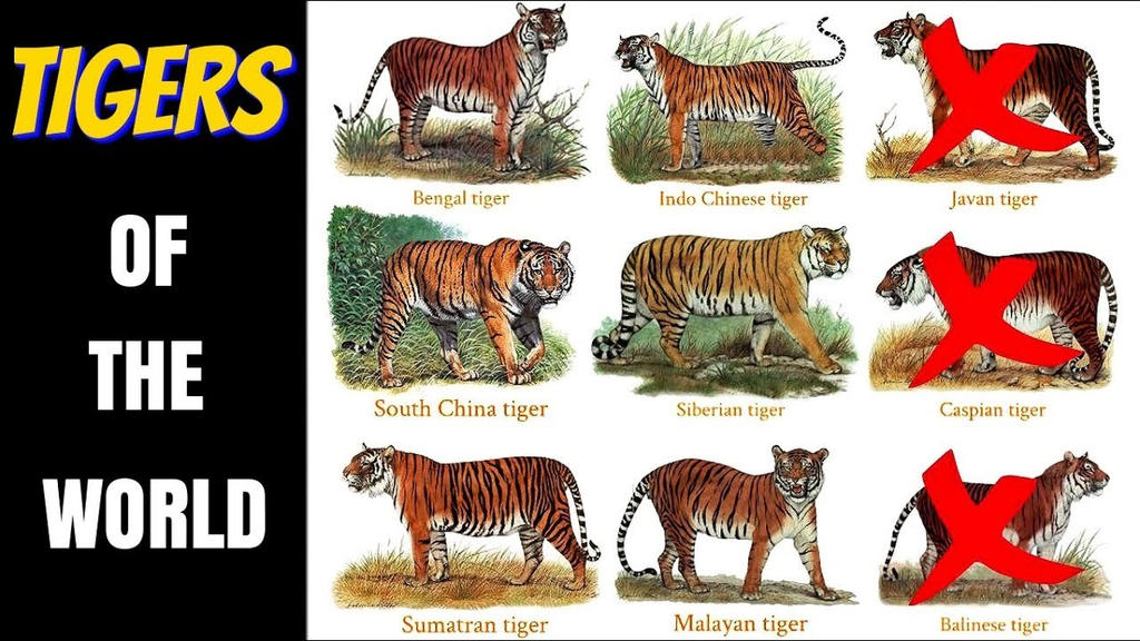 Species of Tigers by Bonnerscar on DeviantArt