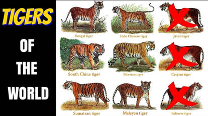 Species of Tigers