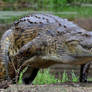 Zoo Tycoon Profile: Nile Crocodile