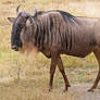 Zoo Tycoon Profile: Common Wildebeest