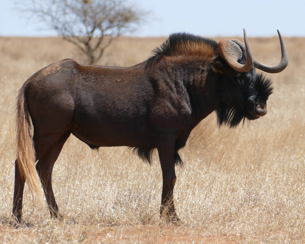 Сайт гну. Антилопа гну. Белохвостая антилопа гну. Черная антилопа гну. Африки носороги антилопа гну.