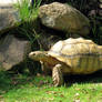 Zoo Tycoon Profile: African Spurred Tortoise