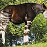 Zoo Tycoon Profile: Okapi