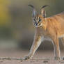 Zoo Tycoon Profile: Caracal