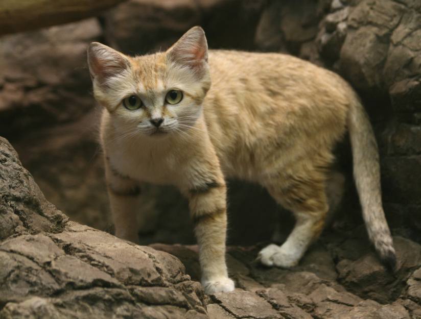 african sand cat