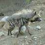 Zoo Tycoon Profile: Striped Hyena