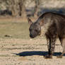 Zoo Tycoon Profile: Brown Hyena