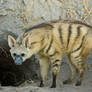 Zoo Tycoon Profile: Aardwolf