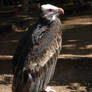 Zoo Tycoon Profile: White-Headed Vulture