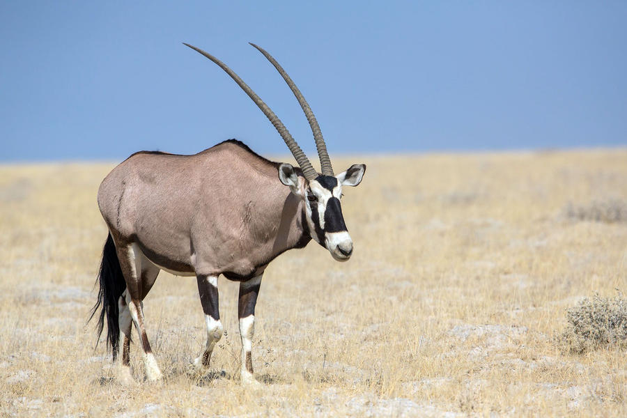 Zoo Tycoon Profile: Gemsbok